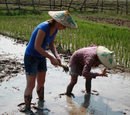 Picking rice during a community farm experience in Laos