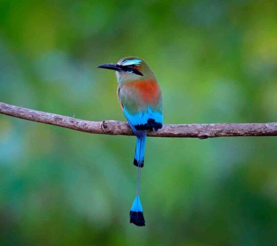 A blue-crowned motmot bird on a branch in Costa Rica