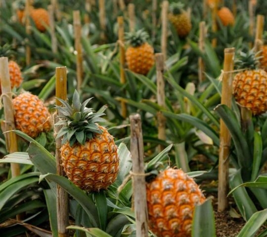 Multiple ripe pineapples grow tied to vertical wooden stakes among green leaves.