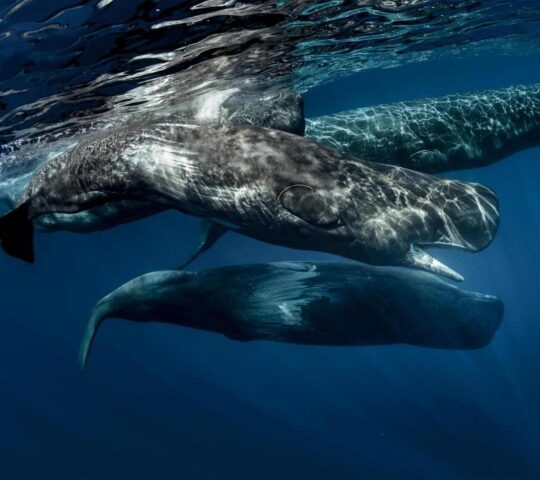 Underwater shot of a group of sperm whales swimming together near the ocean surface.
