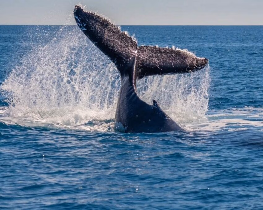 A whale's tail spotted coming out the water on a whale watching trip in Costa Rica