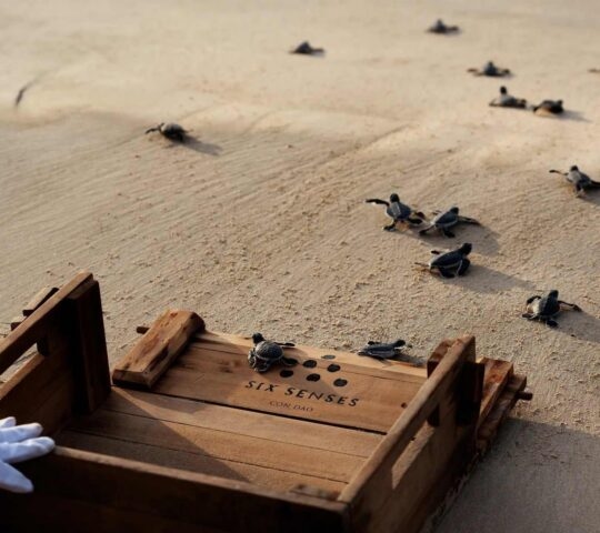 Baby turtles being released back into the sea at Six Senses Con Dao