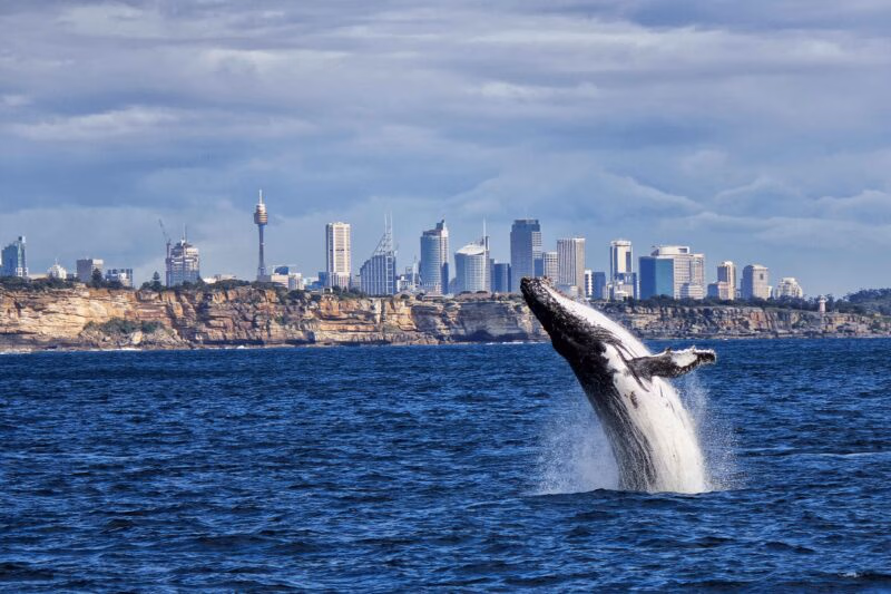 A humpback whale breaching out of the ocean with splashes of water against a distant city skyline and cliffs.