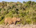 A rhinoceros standing on dry ground facing right with dense green bushes behind it in warm light.