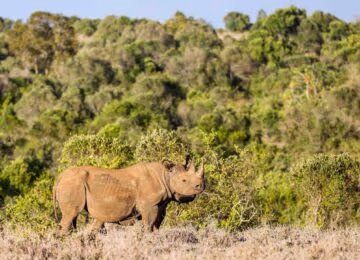 Borana Conservancy thumbnail