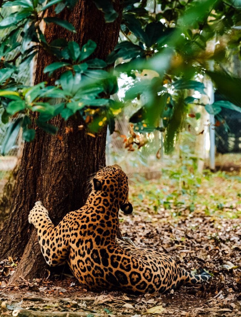 Spotted jaguar looking up a large tree trunk during a costa rica rainforest safari.