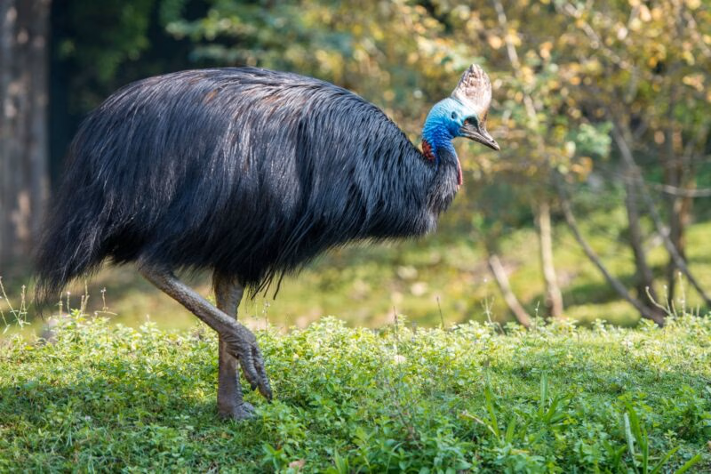 A large black cassowary with a blue neck and tall casque walking on green grass.