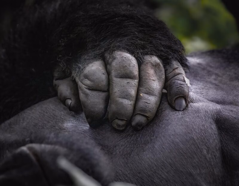Close-up of a large, leathery gorilla hand resting gently on its own dark, furry chest.