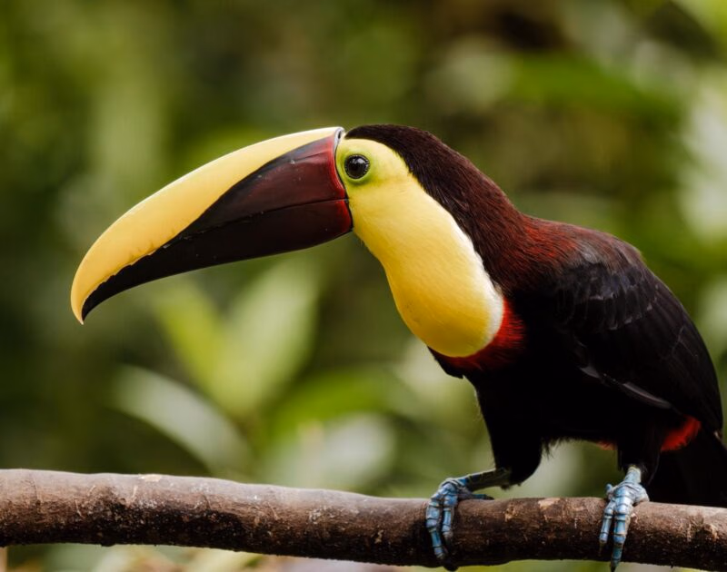A brightly colored toucan with a large yellow and maroon beak perched on a tree branch.