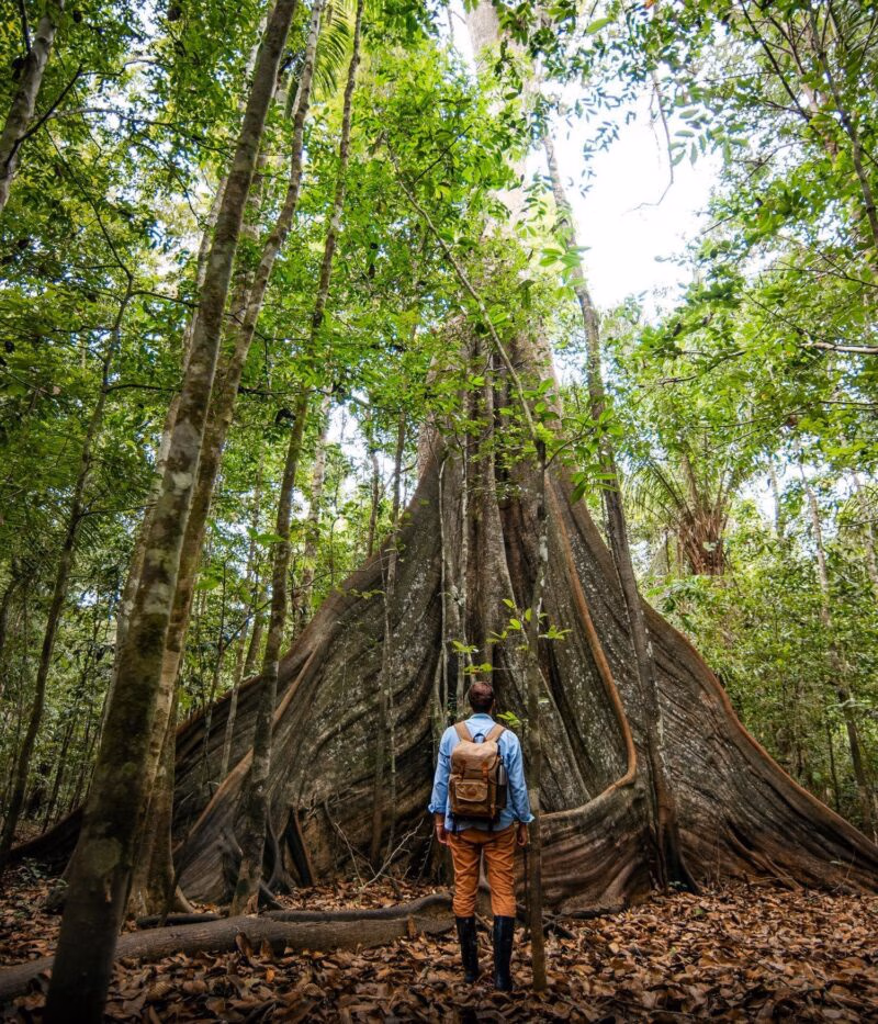 A person wearing a backpack stands before a massive tree with large buttress roots in a rainforest.