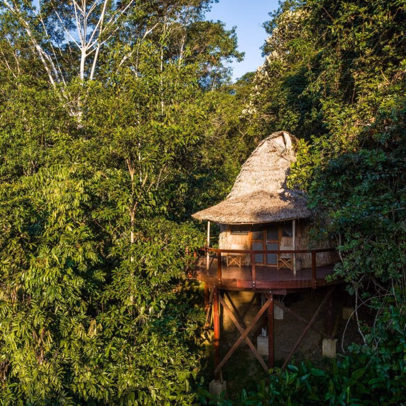 A thatched-roof wooden treehouse built on stilts surrounded by dense green forest foliage.