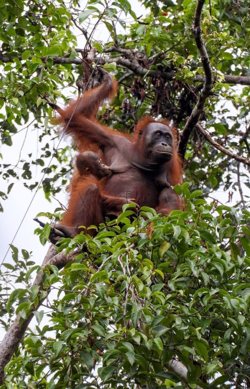 An adult female orangutan sitting in a leafy tree while a baby clings to her chest.