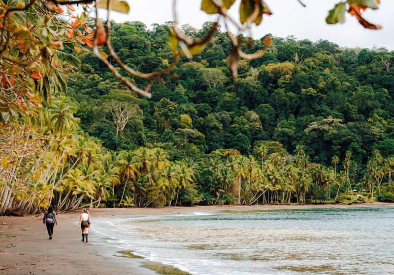 Two people walking along a sandy beach lined with tall palm trees and dense green forest.