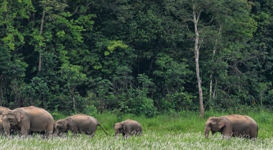 Hike to see elephants in Thailand preview image