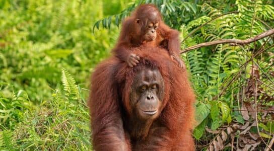 Observe orangutans in Borneo preview image