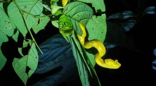 Go on a night safari in the Amazon preview image