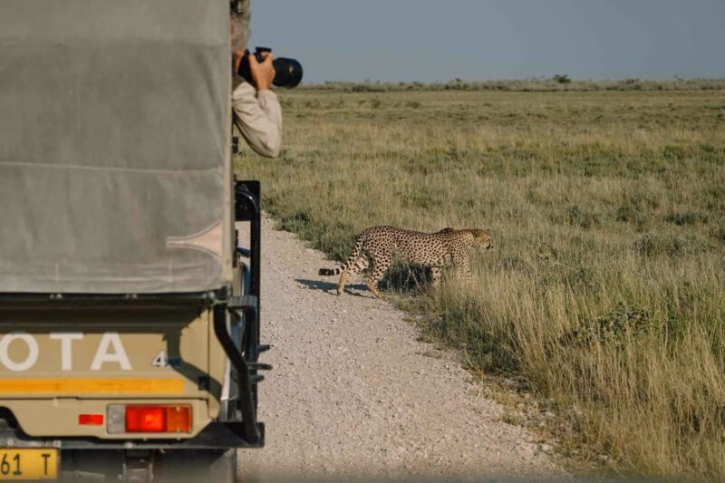 Photographer in a safari vehicle holding a camera and taking a picture of a cheetah walking near the grassy roadside.