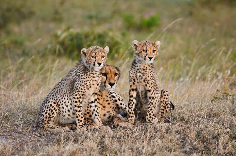Adult cheetah lying on grassy ground surrounded by two young spotted cheetah cubs sitting upright.