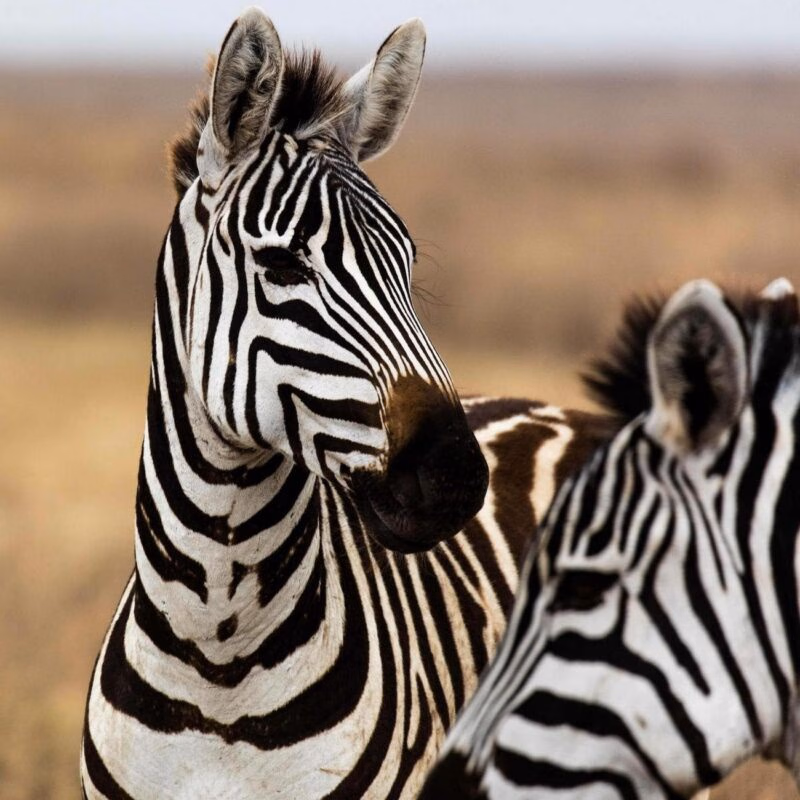 Close-up of two zebras with black and white stripes standing side by side in an open field.