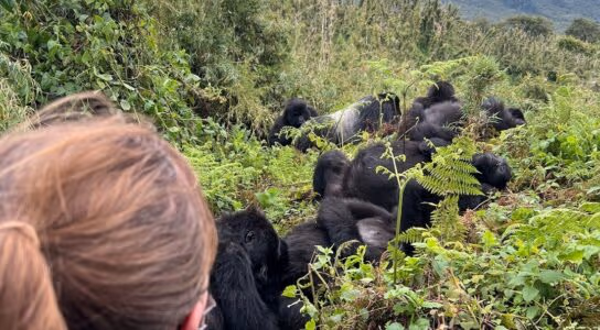 Trek with mountain gorillas in Rwanda preview image