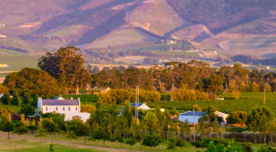 Visit South Africa's best vineyards preview image