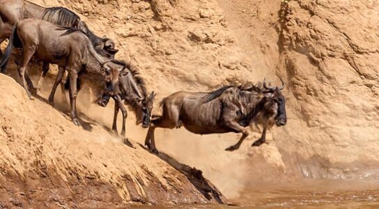 Follow the Great Migration from a mobile camp preview image