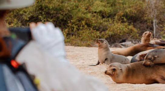 Snorkel with sea lions in the Galápagos preview image