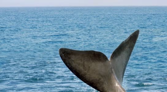Go in search of marine life preview image