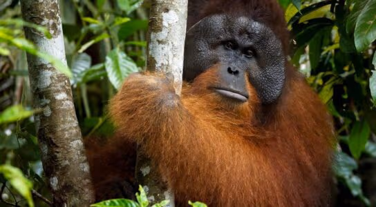 Trek with orangutans in Borneo's jungle preview image