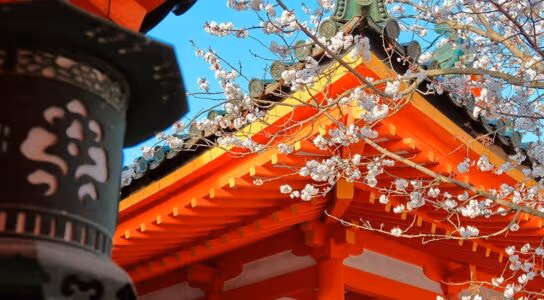 Learn the history of Kyoto's shrines preview image