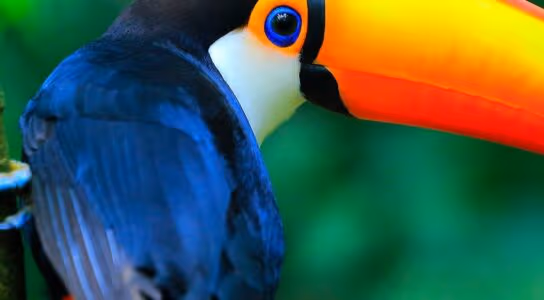 Spot local animals preview image