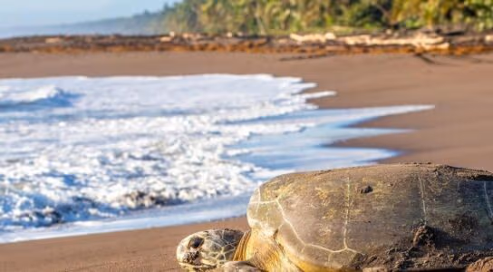 Visit the Land of the Turtles preview image