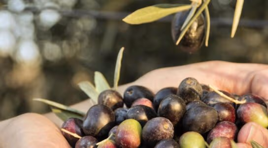 Harvest olives by hand preview image