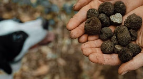 Hunt for truffles in the Italian Alps preview image