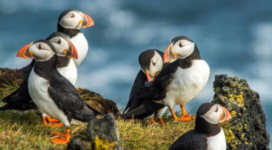 Watch puffins off the Irish coast preview image