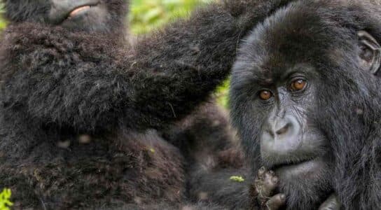 Trek with gorillas in Rwanda preview image