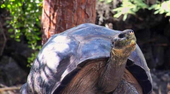 Cruise around the Galápagos preview image