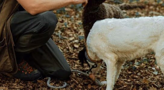 Hunt truffles in Piedmont preview image