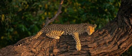 A spotted leopard resting on a thick tree branch illuminated by warm sunlight with green foliage behind it.