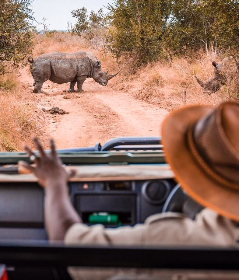 Observe southern white rhinos on a South African safari and learn about efforts to protect this threatened species. Enjoy a private alfresco lunch in the Aysén region of Chile, with expansive lakes and snow-capped Andean peaks.