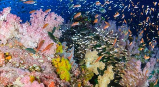 Snorkel in marine parks preview image