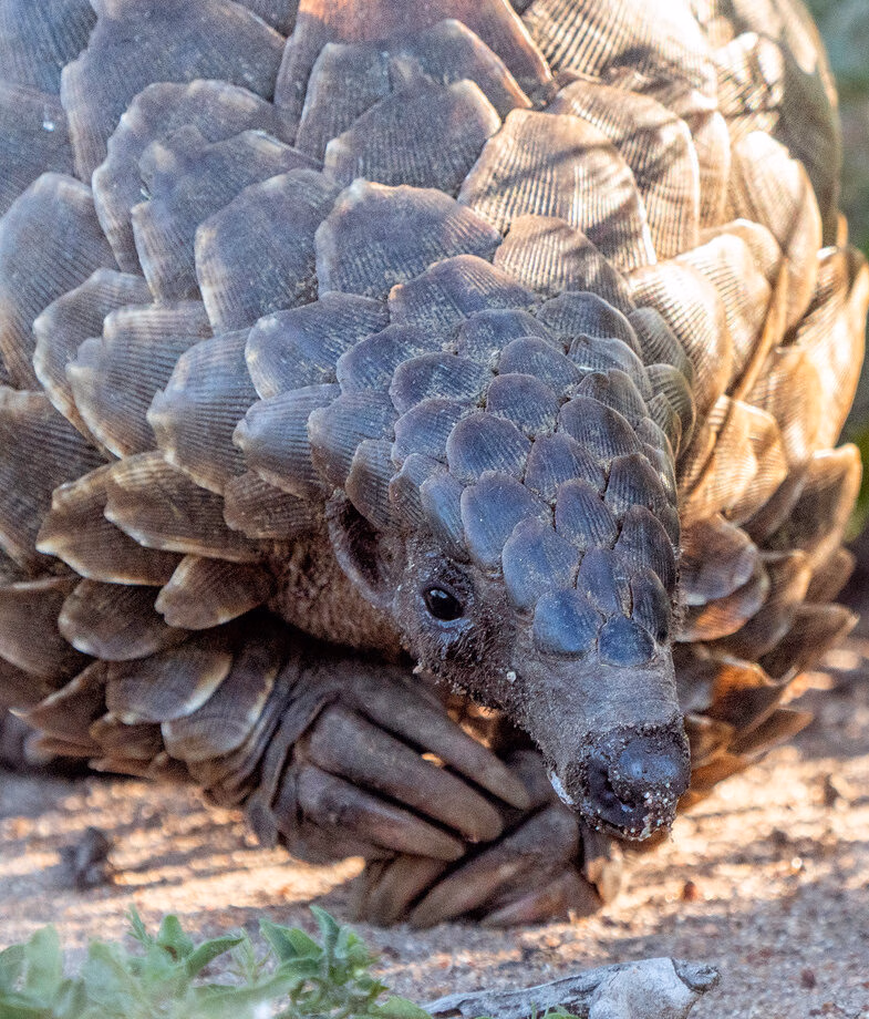 Walk alongside Pangolin Guardians in Mozambique’s Gorongosa National Park and observe rescued pangolins foraging before their return to the wild. Hike through Argentine Patagonia’s lenga forests, which turn copper and gold in autumn, to viewpoints over glacial lakes and the Andes.