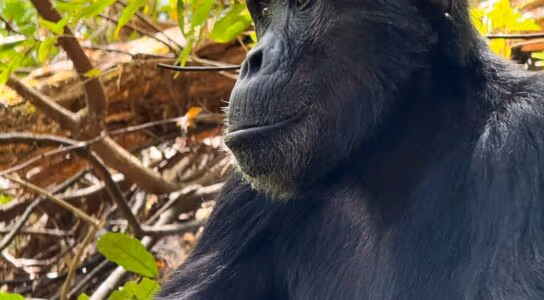 Trek with chimps in the remote Mahale Mountains preview image