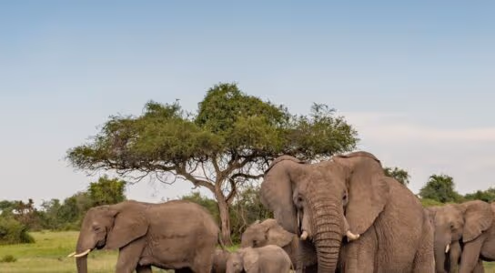 Find the Big Five in exclusive Singita Grumeti preview image