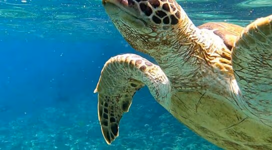 Join turtle conservation efforts in Zanzibar preview image