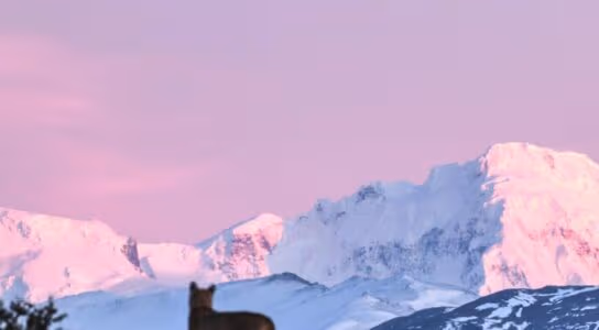 Track pumas across the Patagonian Steppe preview image