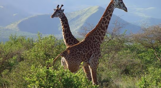Visit the Maasai in the Chyulu Hills preview image
