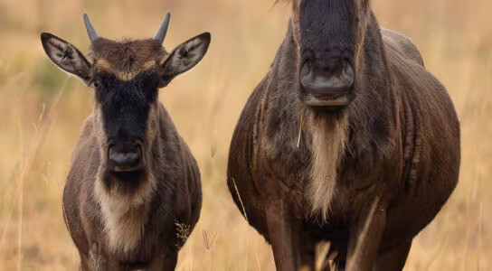 Watch the wildebeest migration in the Maasai Mara preview image