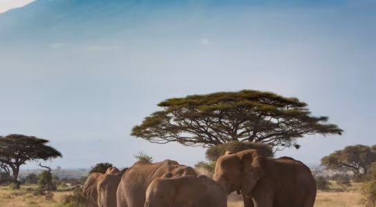 See Kilimanjaro from Amboseli preview image