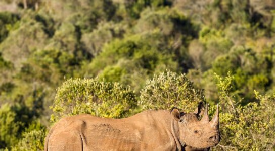 Track black rhino in the Laikipia region preview image